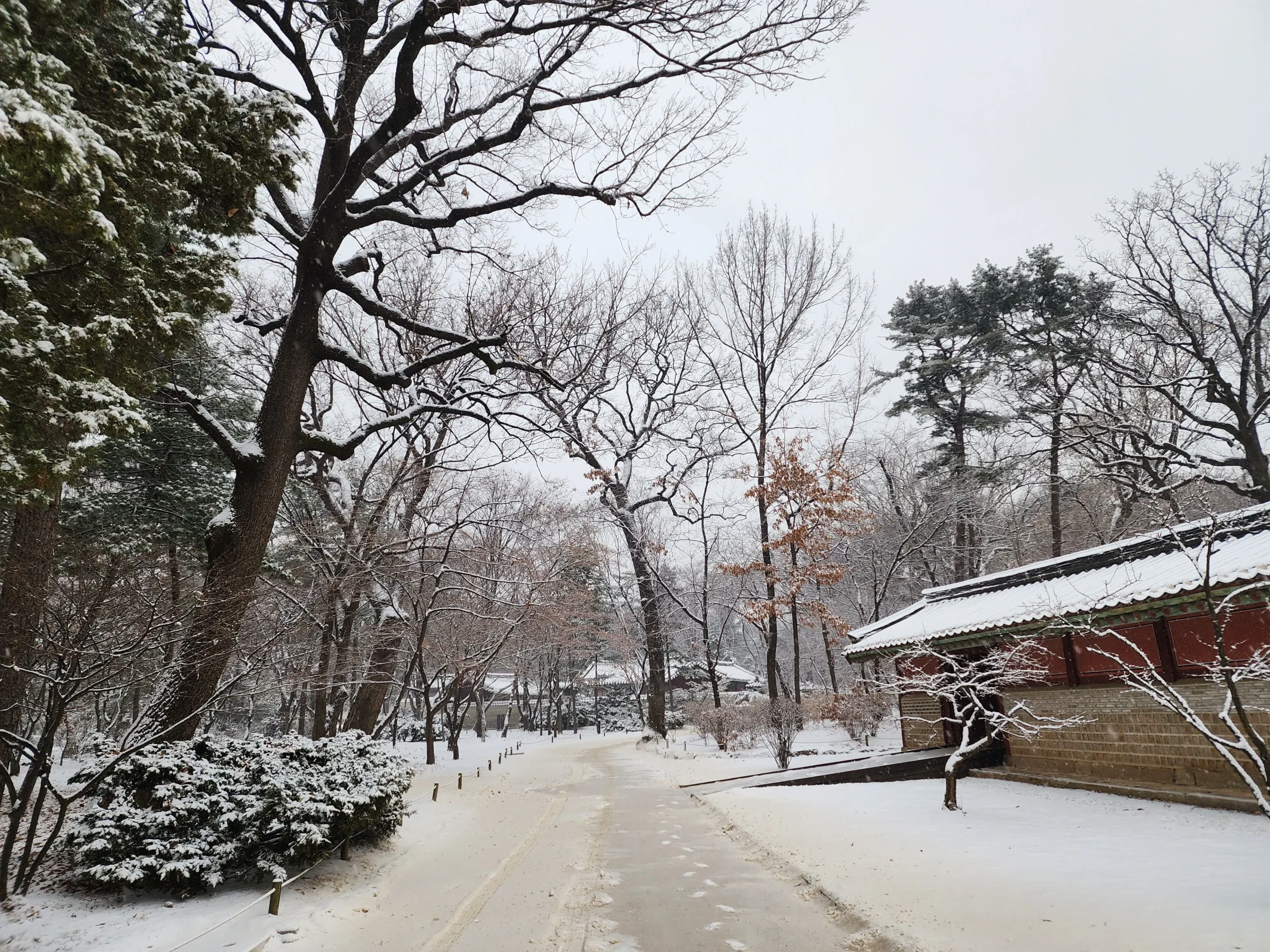 Snow-covered path beneath bare winter trees beside a traditional red wall and tiled roof in Seoul